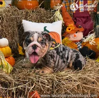LA Bulldogs Chloe , a female English Bulldog for sale in Los Angeles, CA – 2 of 4