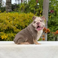 Bridgette, a female English Bulldog for sale in Los Angeles, CA – 2 of 5