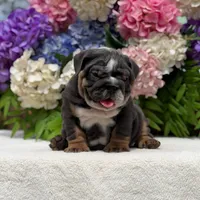 Los Angeles Bulldogs Biggie, a male English Bulldog for sale in Los Angeles, CA – 3 of 5