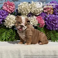 Los Angeles Bulldogs Rolex, a male English Bulldog for sale in Los Angeles, CA – 3 of 3
