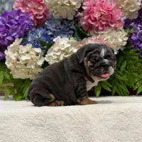 Los Angeles Bulldogs Biggie, a male English Bulldog for sale in Los Angeles, CA – 4 of 5