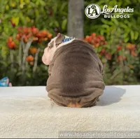 Bentley, a male English Bulldog for sale in Los Angeles, CA – 4 of 4