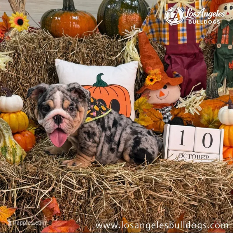 LA Bulldogs Chloe , a female English Bulldog for sale in Los Angeles, CA – 1 of 4
