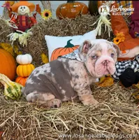 LA Bulldogs Winston, a female English Bulldog for sale in Los Angeles, CA – 2 of 4