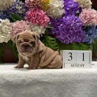 Los Angeles Bulldogs Cookie, a female English Bulldog for sale in Los Angeles, CA – 3 of 4