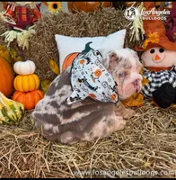 LA Bulldogs Winston, a female English Bulldog for sale in Los Angeles, CA – 4 of 4