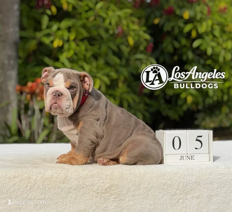 007  – English Bulldog puppy for sale in Los Angeles, CA