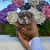 Los Angeles Bulldogs Maui, a male English Bulldog for sale in Los Angeles, CA – 2 of 4