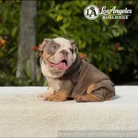 Bentley, a male English Bulldog for sale in Los Angeles, CA – 2 of 4