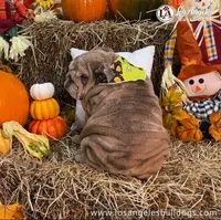 Los Angeles Bulldogs Taylor, a female English Bulldog for sale in Los Angeles, CA – 3 of 4