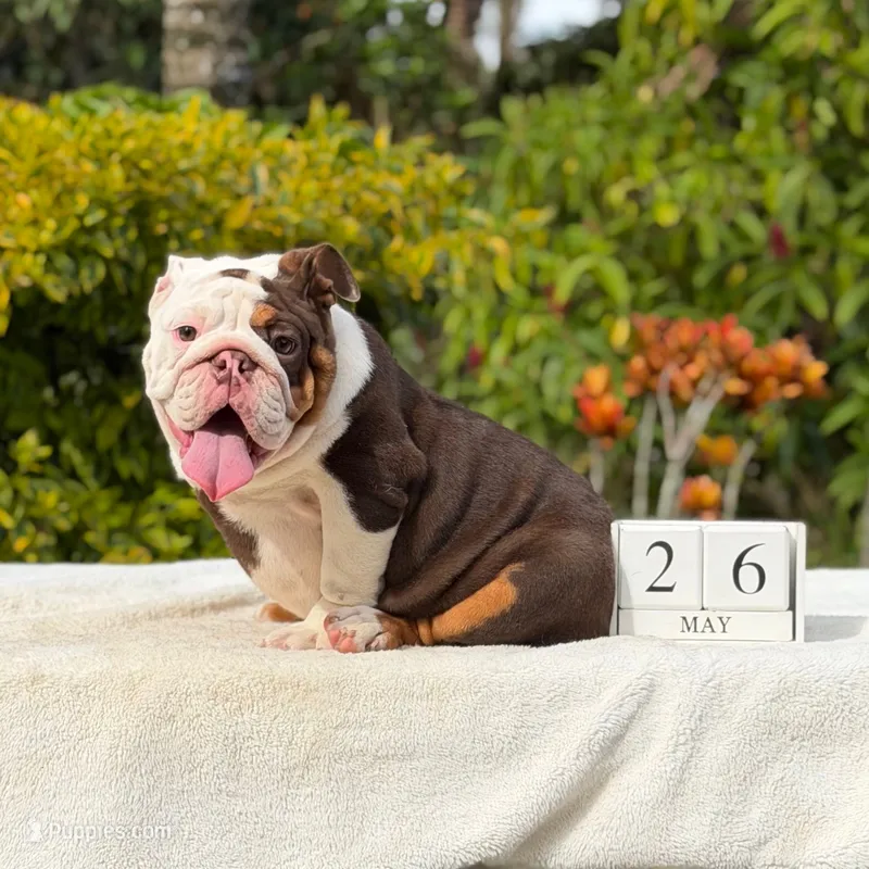 Pippa – English Bulldog puppy for sale in Los Angeles, CA
