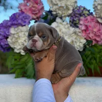 Los Angeles Bulldogs Maui, a male English Bulldog for sale in Los Angeles, CA – 4 of 4