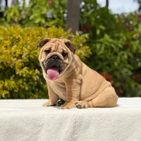 Rocco, a male English Bulldog for sale in Los Angeles, CA – 6 of 6