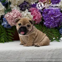 Naomi, a female English Bulldog for sale in Los Angeles, CA – 1 of 4