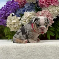 Los Angeles Bulldogs Sabrina, a female English Bulldog for sale in Los Angeles, CA – 4 of 4