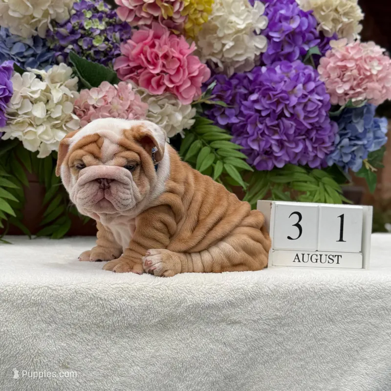 Los Angeles Bulldogs Golden Nugget  – English Bulldog puppy for sale in Los Angeles, CA
