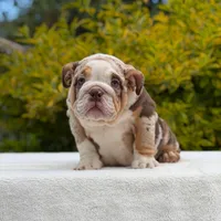 Queen, a female English Bulldog for sale in Los Angeles, CA – Photo 5 of 6
