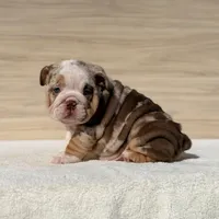 Queen, a female English Bulldog for sale in Los Angeles, CA – Photo 2 of 3