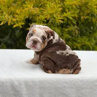 Queen, a female English Bulldog for sale in Los Angeles, CA – Photo 6 of 6