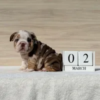 Queen, a female English Bulldog for sale in Los Angeles, CA – Photo 3 of 3