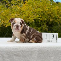 Queen, a female English Bulldog for sale in Los Angeles, CA – Photo 1 of 6