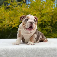 Queen, a female English Bulldog for sale in Los Angeles, CA – Photo 4 of 6