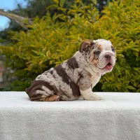 Queen, a female English Bulldog for sale in Los Angeles, CA – Photo 2 of 6