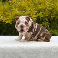 Queen, a female English Bulldog for sale in Los Angeles, CA – Photo 3 of 6