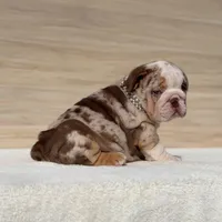 Queen, a female English Bulldog for sale in Los Angeles, CA – Photo 1 of 3