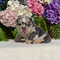 Los Angeles Bulldogs Versace, a female English Bulldog for sale in Los Angeles, CA – 3 of 4