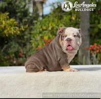 Bentley, a male English Bulldog for sale in Los Angeles, CA – 3 of 4