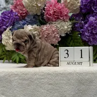 Los Angeles Bulldogs Taylor, a female English Bulldog for sale in Los Angeles, CA – 3 of 4
