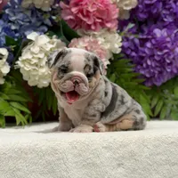 Los Angeles Bulldogs Sabrina, a female English Bulldog for sale in Los Angeles, CA – 3 of 4