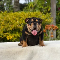 Fendi, a female English Bulldog for sale in Los Angeles, CA – 3 of 6