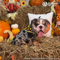 LA Bulldogs Chloe , a female English Bulldog for sale in Los Angeles, CA – 4 of 4