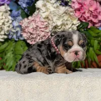 Los Angeles Bulldogs Chloe , a female English Bulldog for sale in Los Angeles, CA – 3 of 5