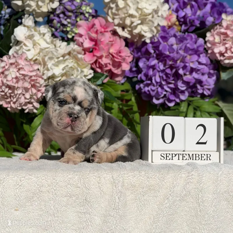 Los Angeles Bulldogs Versace – English Bulldog puppy for sale in Los Angeles, CA