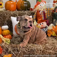Los Angeles Bulldogs Taylor, a female English Bulldog for sale in Los Angeles, CA – 2 of 4