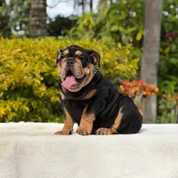 Fendi, a female English Bulldog for sale in Los Angeles, CA – 4 of 6