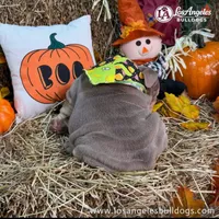 Los Angeles Bulldogs Paris, a female English Bulldog for sale in Los Angeles, CA – 5 of 5