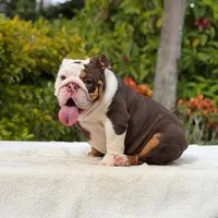 Pippa, a female English Bulldog for sale in Los Angeles, CA – 4 of 6