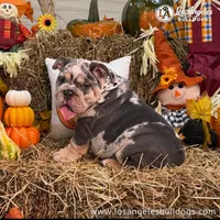 Los Angeles Bulldogs Versace, a female English Bulldog for sale in Los Angeles, CA – 3 of 4