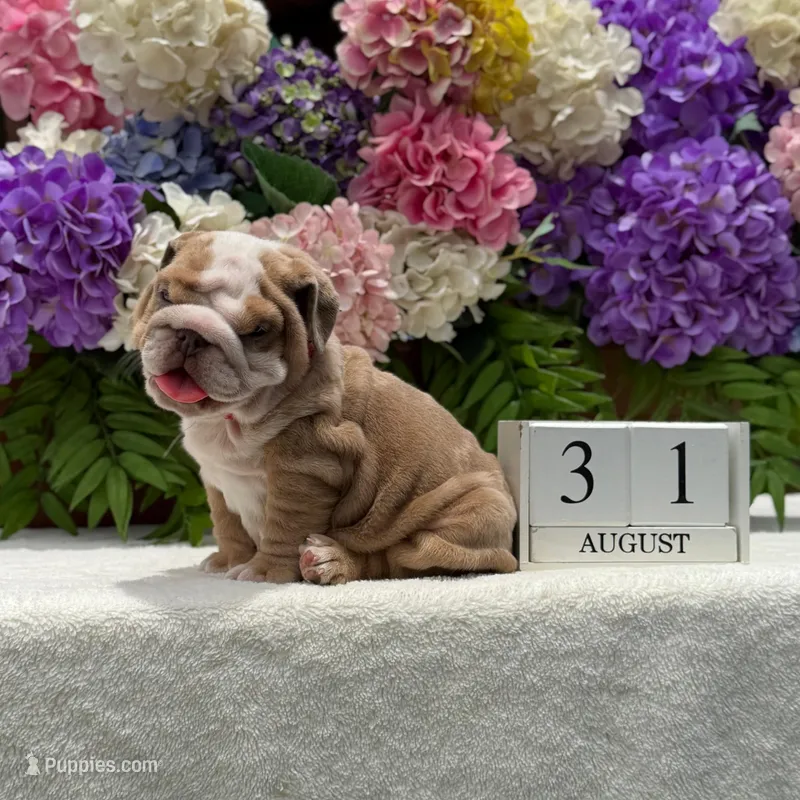 Los Angeles Bulldogs Rolex – English Bulldog puppy for sale in Los Angeles, CA