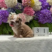 Los Angeles Bulldogs Rolex, a male English Bulldog for sale in Los Angeles, CA – 1 of 4