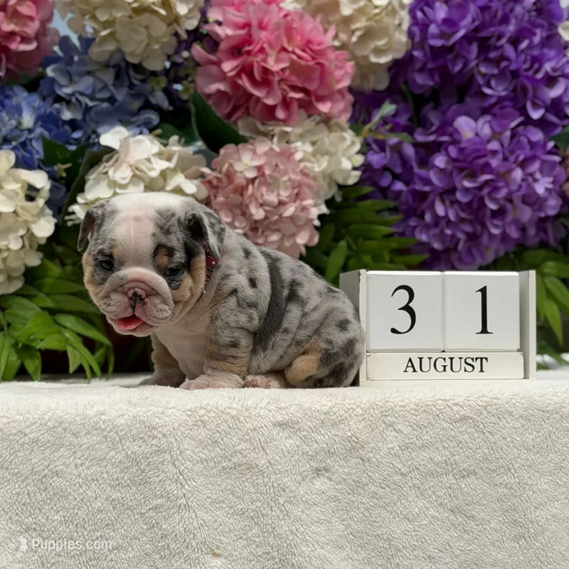 Los Angeles Bulldogs Sabrina – English Bulldog puppy for sale in Los Angeles, CA