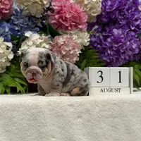 Los Angeles Bulldogs Sabrina, a female English Bulldog for sale in Los Angeles, CA – 1 of 4