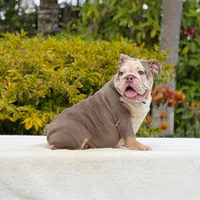 Bridgette, a female English Bulldog for sale in Los Angeles, CA – 3 of 5
