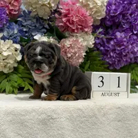 Los Angeles Bulldogs Biggie, a male English Bulldog for sale in Los Angeles, CA – 2 of 5