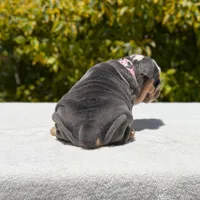 Milan, a female English Bulldog for sale in Los Angeles, CA – Photo 6 of 6