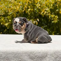 Milan, a female English Bulldog for sale in Los Angeles, CA – Photo 2 of 6